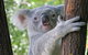 Virtual Interactive Australian Wildlife Tour With Private Guide-Wildlife Habitat - thumb 0