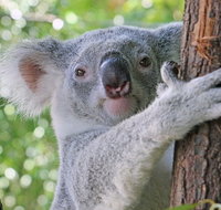 Virtual Interactive Australian Wildlife Tour With Private Guide-Wildlife Habitat - Accommodation Sunshine Coast