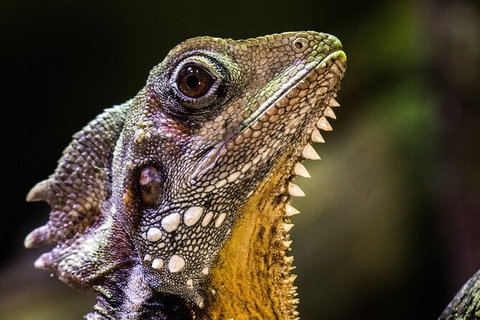 Cairns Aquarium By Twilight With 3 Course Dinner - Accommodation Sunshine Coast 5