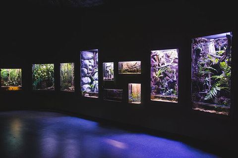 Cairns Aquarium By Twilight With 3 Course Dinner - Accommodation Sunshine Coast 3