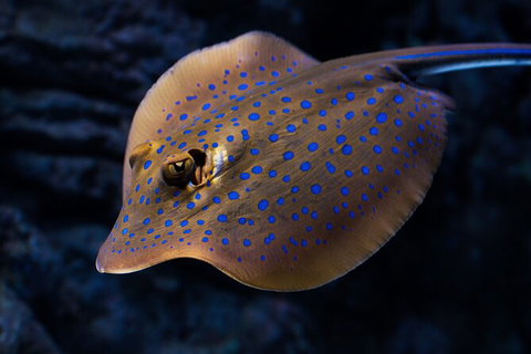 Cairns Aquarium By Twilight With 3 Course Dinner - Accommodation Sunshine Coast 2