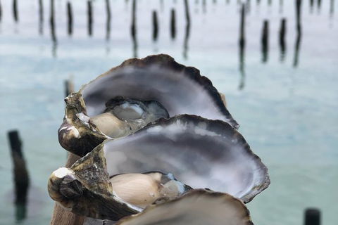 Coffin Bay Oysters, Ocean & Nature Tour - Accommodation Sunshine Coast 6