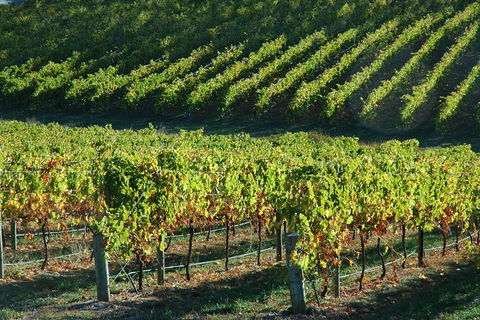 Adelaide Hills Wineries & Hahndorf - Accommodation Sunshine Coast 10
