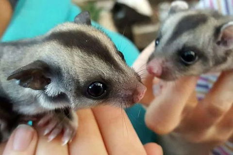 Adelaide Cultural Safari - Private Charters - Accommodation Sunshine Coast 0