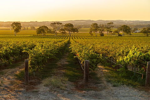 Yalumba Signature Tour - Accommodation Sunshine Coast 5