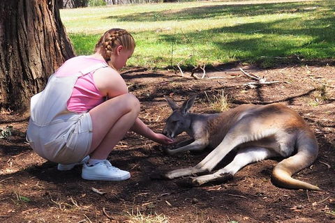 Adelaide Driving Tour - Accommodation Sunshine Coast 0