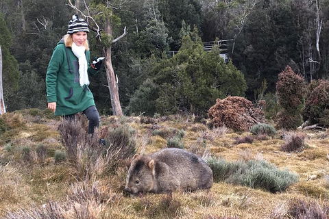 Shore Excursion - Cradle Mountain Day Tour From Burnie - Accommodation Sunshine Coast 1