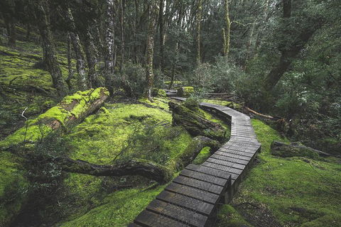 Shore Excursion - Cradle Mountain Day Tour From Burnie - Accommodation Sunshine Coast 2