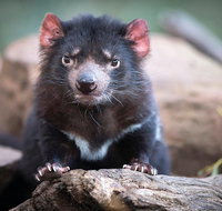 Cruise Ship Special from Hobart Richmond and Bonorong Wildlife Park Shuttle - Accommodation Sunshine Coast