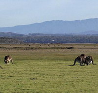 Spend a day in one of Tasmania's best wildlife National Park's - Accommodation Sunshine Coast