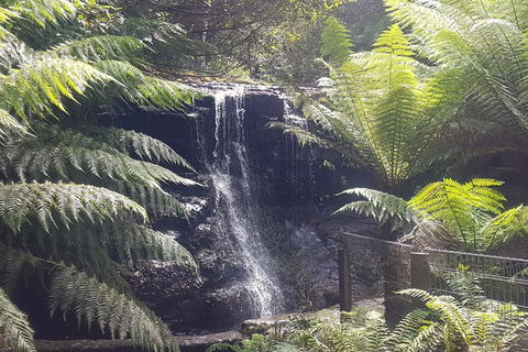 Mt. Wellington Morning Hike + Afternoon Beer & History Walk - Accommodation Sunshine Coast 16