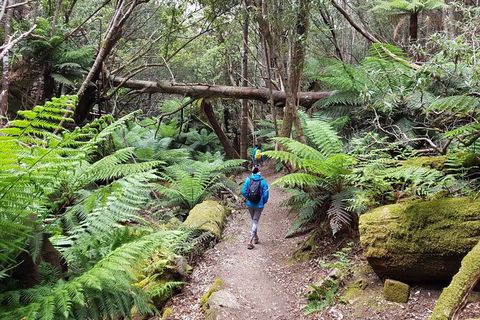 Mt. Wellington Morning Hike + Afternoon Beer & History Walk - Accommodation Sunshine Coast 7