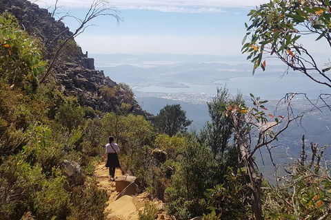Mt. Wellington Morning Hike + Afternoon Beer & History Walk - Accommodation Sunshine Coast 1