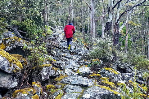 Mt. Wellington Morning Hike + Afternoon Beer & History Walk - Accommodation Sunshine Coast 8
