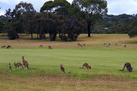 Express Helicopter Fly & Drive Great Ocean Road - Gourmet Luxury Tour - Accommodation Sunshine Coast 1