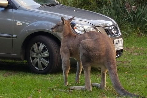 The Great Ocean Road Private 1 Day Tour - Accommodation Sunshine Coast 4