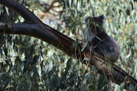 Great Ocean Road Tour Plus Koalas, Forest Walk And Morning Tea. - Accommodation Sunshine Coast 2