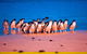 Experience Phillip Island From Inches - thumb 2
