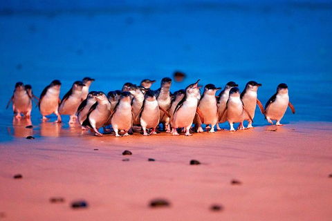 Experience Phillip Island From Inches - Accommodation Sunshine Coast 2