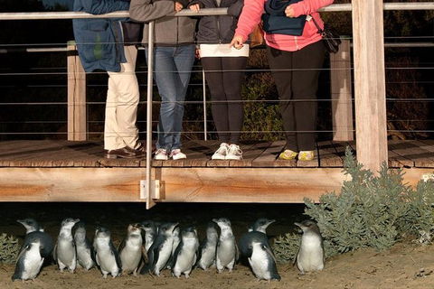 Experience Phillip Island From Inches - Accommodation Sunshine Coast 3