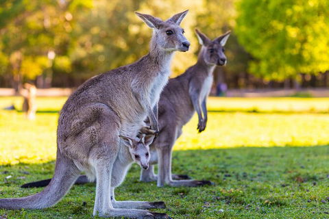 LGBT+ Friendly Full Day Phillip Island Private Tour - Accommodation Sunshine Coast 2