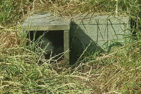 Phillip Island Penguin And Wildlife Tour - Accommodation Sunshine Coast 11