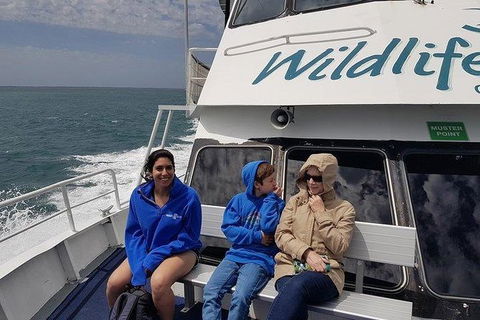 Phillip Island Penguin And Wildlife Tour - Accommodation Sunshine Coast 15