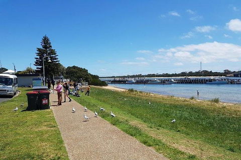 Phillip Island Penguin And Wildlife Tour - Accommodation Sunshine Coast 25