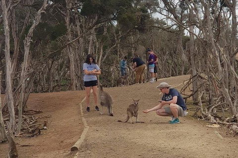 Phillip Island Penguin And Wildlife Tour - Accommodation Sunshine Coast 34