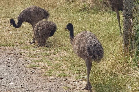 Phillip Island Penguin And Wildlife Tour - Accommodation Sunshine Coast 32