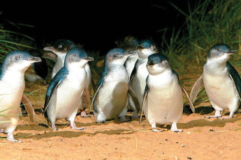 Phillip Island Penguin And Wildlife Tour - Accommodation Sunshine Coast 0