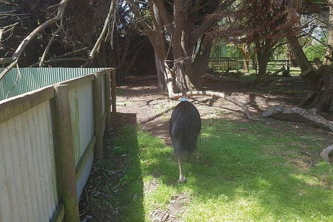 Phillip Island Penguin And Wildlife Tour - Accommodation Sunshine Coast 5