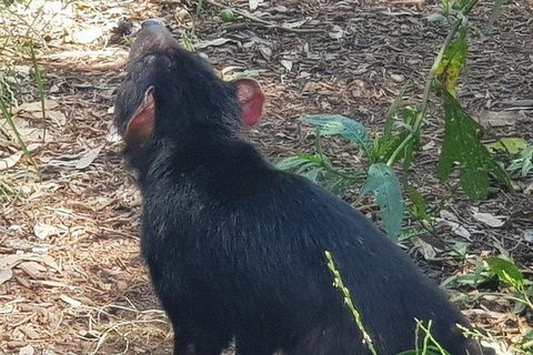 Phillip Island Penguin And Wildlife Tour - Accommodation Sunshine Coast 26