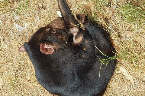 Phillip Island Penguin And Wildlife Tour - Accommodation Sunshine Coast 23