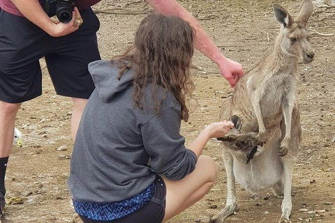 Phillip Island Penguin And Wildlife Tour - Accommodation Sunshine Coast 12