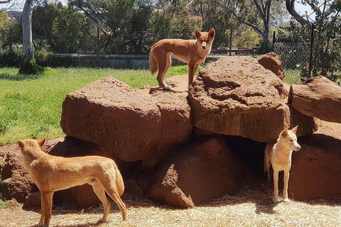 Phillip Island Penguin And Wildlife Tour - Accommodation Sunshine Coast 7