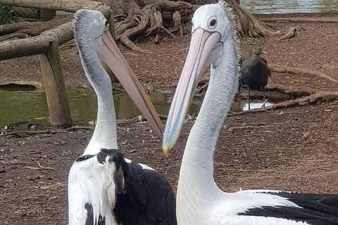 Phillip Island Penguin And Wildlife Tour - Accommodation Sunshine Coast 6