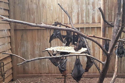 Phillip Island Penguin And Wildlife Tour - Accommodation Sunshine Coast 31