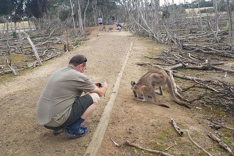 Phillip Island Penguin And Wildlife Tour - Accommodation Sunshine Coast 30