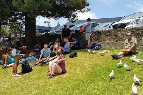 Phillip Island Penguin And Wildlife Tour - Accommodation Sunshine Coast 22