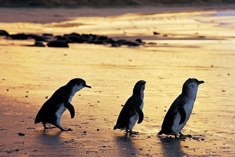 Phillip Island Penguin And Wildlife Tour - Accommodation Sunshine Coast 13