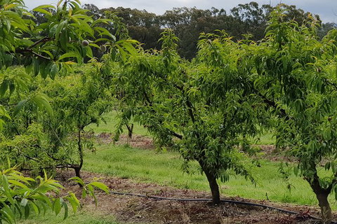 Yarra Valley Wineries And Rayners Orchard Tour From Melbourne - Accommodation Sunshine Coast 27