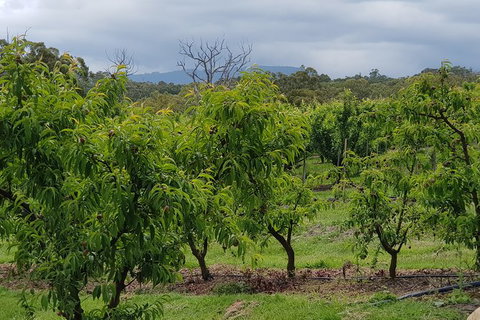 Yarra Valley Wineries And Rayners Orchard Tour From Melbourne - Accommodation Sunshine Coast 16
