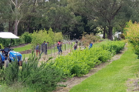 Yarra Valley Wineries And Rayners Orchard Tour From Melbourne - Accommodation Sunshine Coast 3
