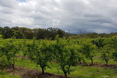 Yarra Valley Wineries And Rayners Orchard Tour From Melbourne - Accommodation Sunshine Coast 18