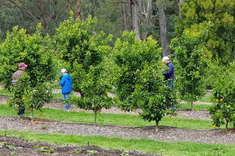 Day Tour Of Yarra Valley Puffing Billy And Rayners Orchard - Accommodation Sunshine Coast 1