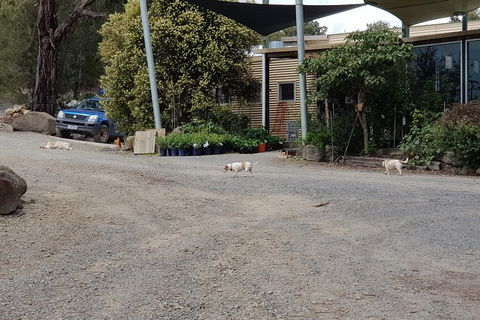 Day Tour Of Yarra Valley Puffing Billy And Rayners Orchard - Accommodation Sunshine Coast 26