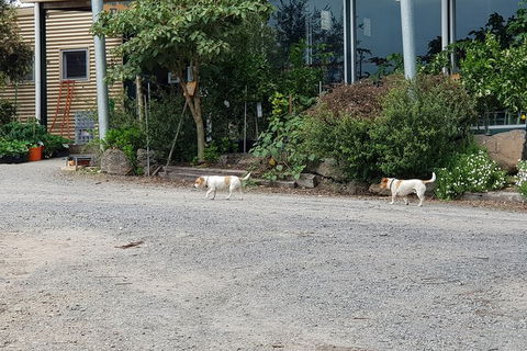 Day Tour Of Yarra Valley Puffing Billy And Rayners Orchard - Accommodation Sunshine Coast 21