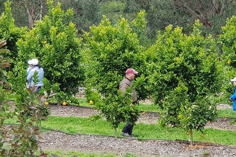 Day Tour Of Yarra Valley Puffing Billy And Rayners Orchard - Accommodation Sunshine Coast 34