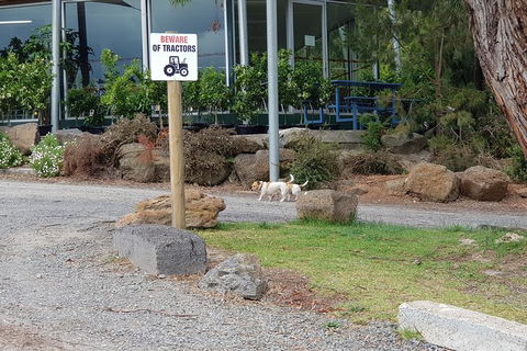 Day Tour Of Yarra Valley Puffing Billy And Rayners Orchard - Accommodation Sunshine Coast 2